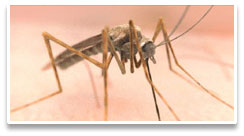 Mosquito