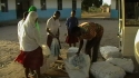 Ilulu Girls Sec : The students help to unload the large number of bednets required to protect them and their friends.