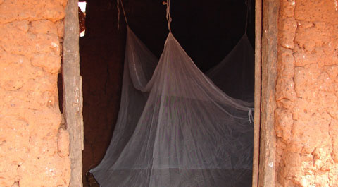 Malaria